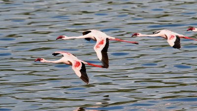 Lesser Flamingos 