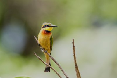 Little Bee-eater