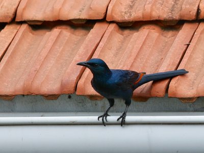 Red-winged Starling