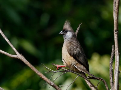 Speckled Mousebird 