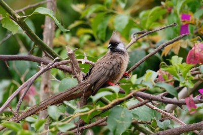 Speckled Mousebird