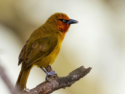Spectacled Weaver