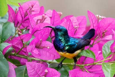 Variable Sunbird