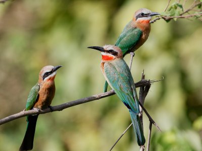 White-fronted Bee-eaters