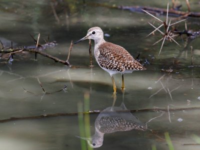 Wood Sandpiper