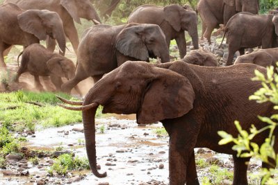 African Elephants 