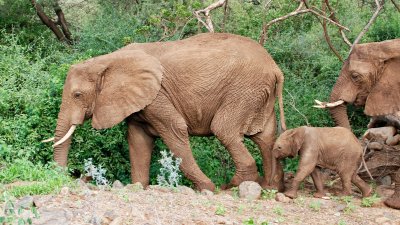 African Elephants