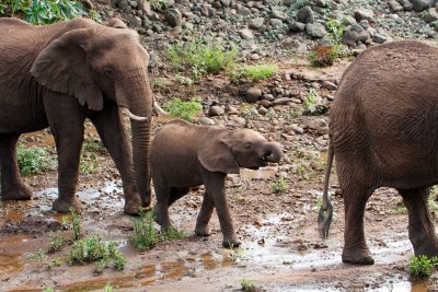 African Elephants 