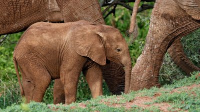 African Elephants 