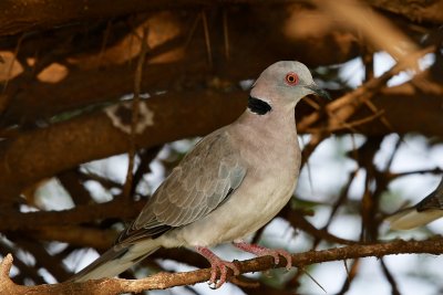 African Mourning Dove