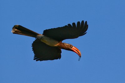 Crowned Hornbill 