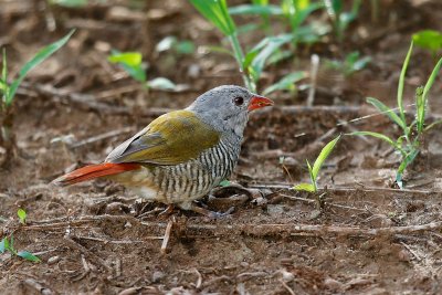 Green-winged Pytilia 