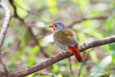 Green-winged Pytilia