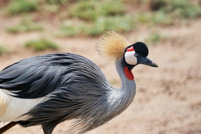 Grey Crowned Crane 