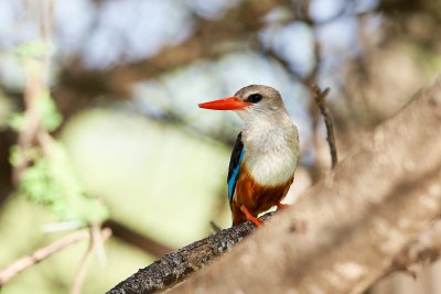 Grey-headed Kingfisher 