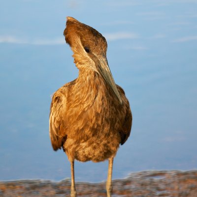 Hamerkop 