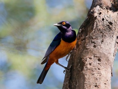 Hildebrandt's Starling 