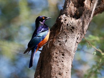 Hildebrandt's Starling 