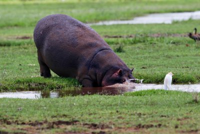 Hippo