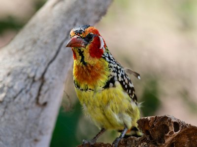 Red-and-yellow Barbet 