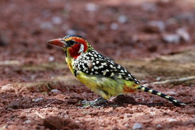 Red-and-yellow Barbet