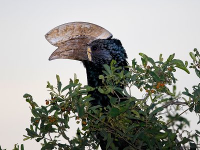 Silvery-cheeked Hornbill