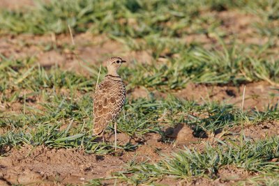 Two-banded Courser