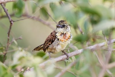 Usambiro Barbet