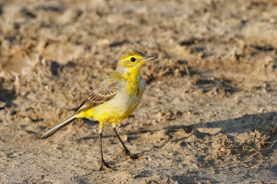 Yellow Wagtail