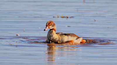 Egyptian Goose 