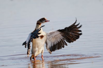 Egyptian Goose