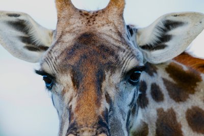 Giraffe