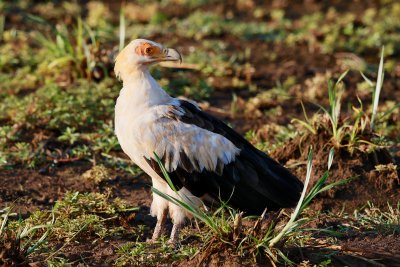 Palm-nut Vulture