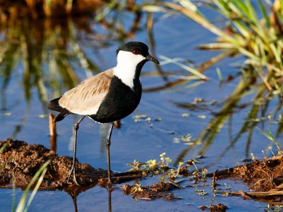 Spur-winged Lapwing 