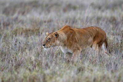 Lioness stalking a wildebeest