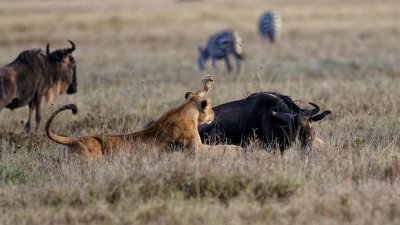 Lioness vs. Wildebeest 