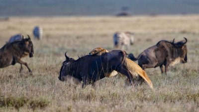 Lioness vs. Wildebeest 