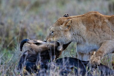 Lioness vs. Wildebeest 