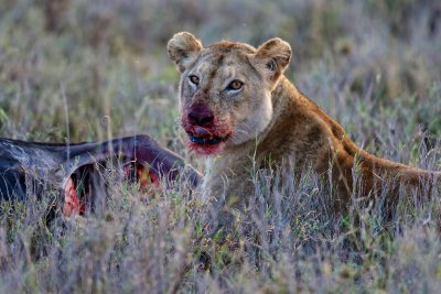 Lioness feeding 