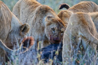 Lions feeding 
