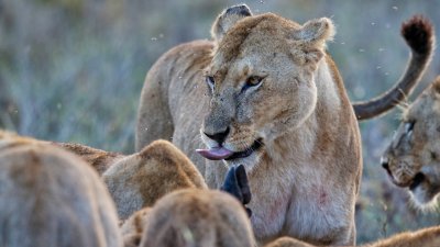 Lions feeding 