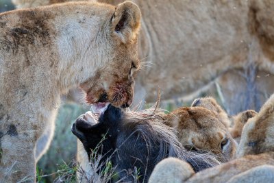 Lions feeding