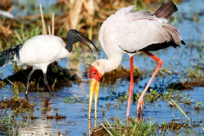 Sacred Ibis and Yellow-billed Stork