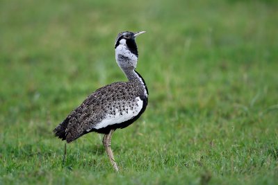 Black-bellied Bustard