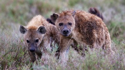 Hyenas 