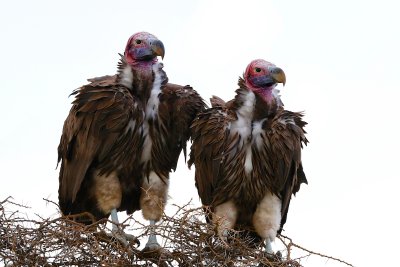 Lappet-faced Vultures 