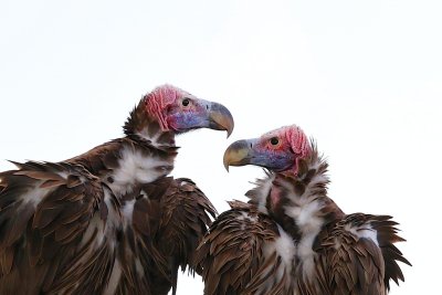 Lappet-faced Vultures