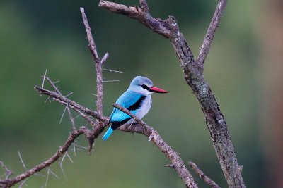 Woodland Kingfisher