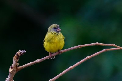 Tanzania - Arusha National Park