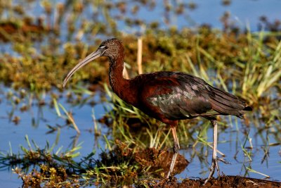 Glossy Ibis 